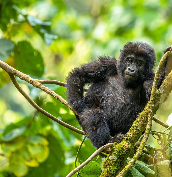 03 Days Bwindi Gorilla Trekking Tour – SOA019