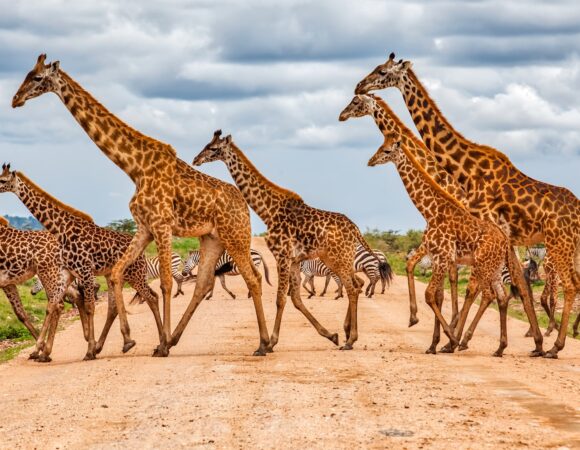 04 Days Samburu Tour - SOA015