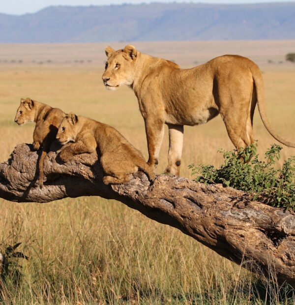 03 Days Samburu National Reserve - SOA001