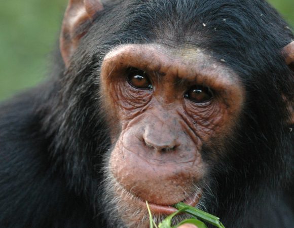 08 Days Best Of Uganda Game and Primates’ Safari – SOA021
