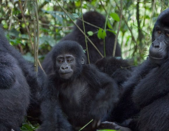03 Days Chimpanzee Tracking To Kibale NP-Uganda – SOA020