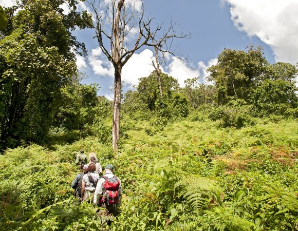 14 Days Rwanda Uganda Safari – SOA029